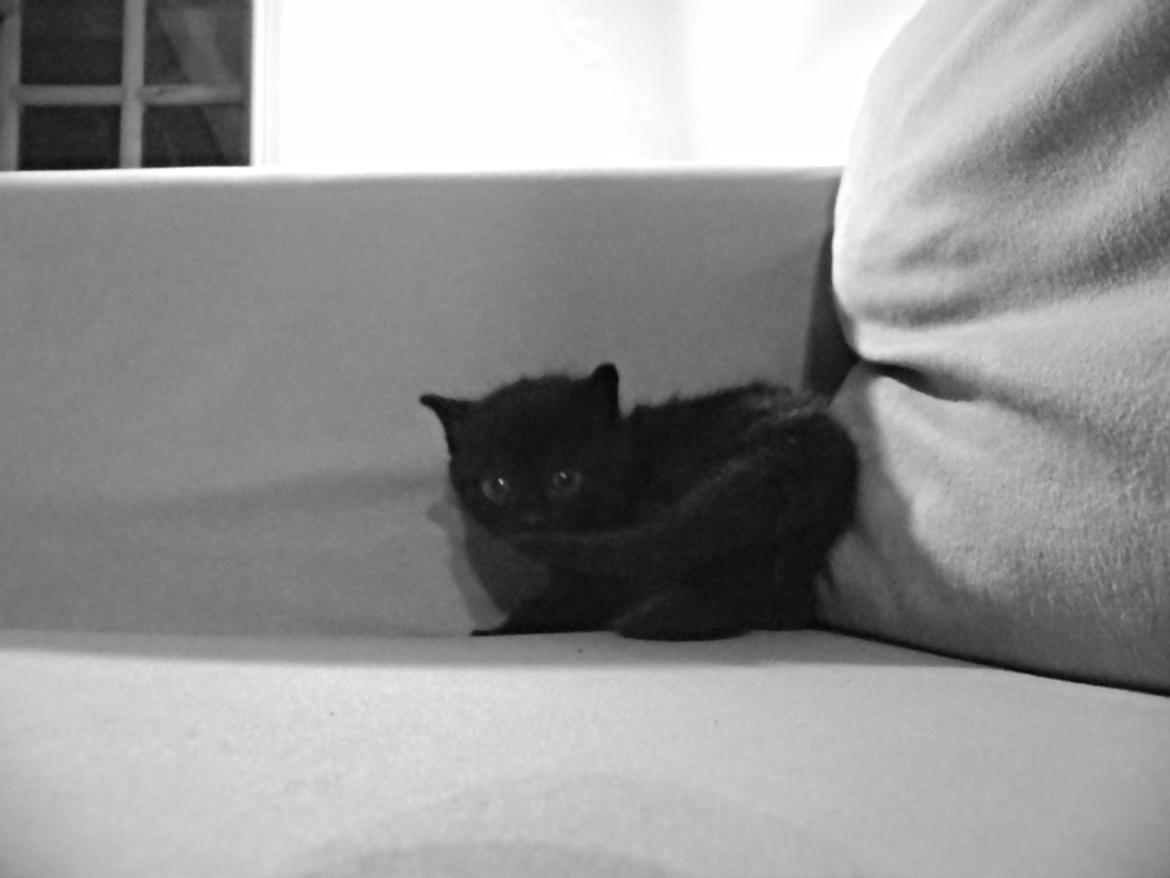 Huskat Nachos - Nachos 4-5 uger gammel. billede 11