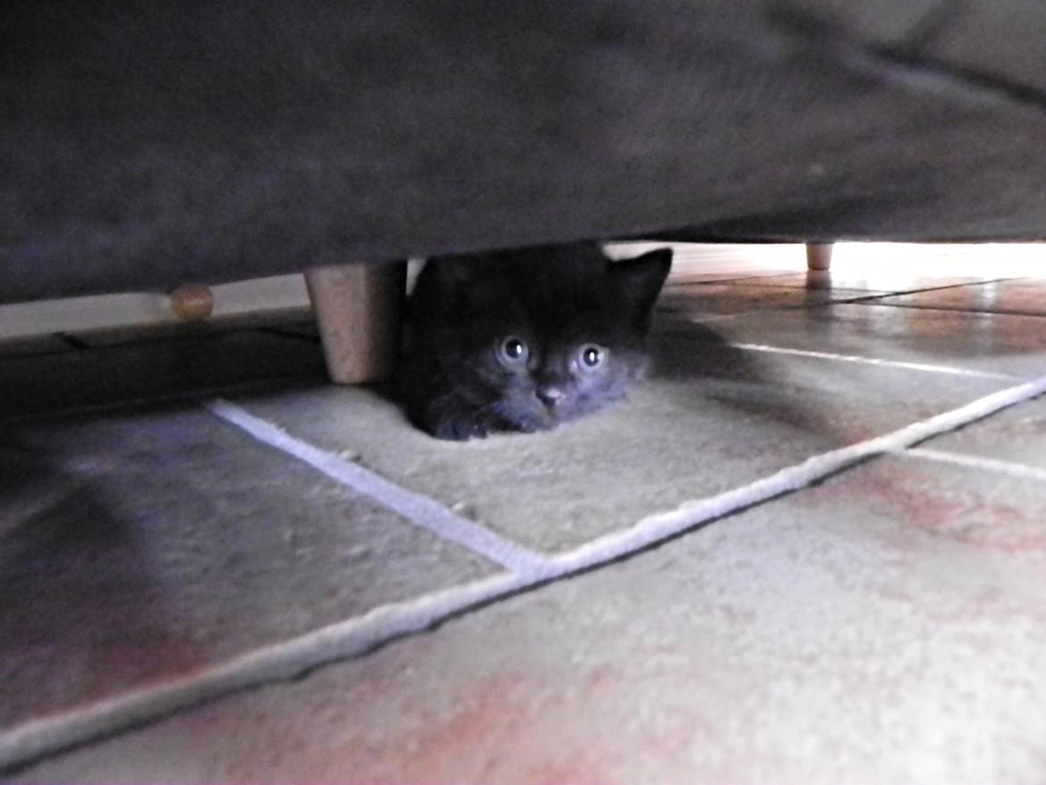 Huskat Nachos - Nachos ca. 6 uger gammel. billede 12