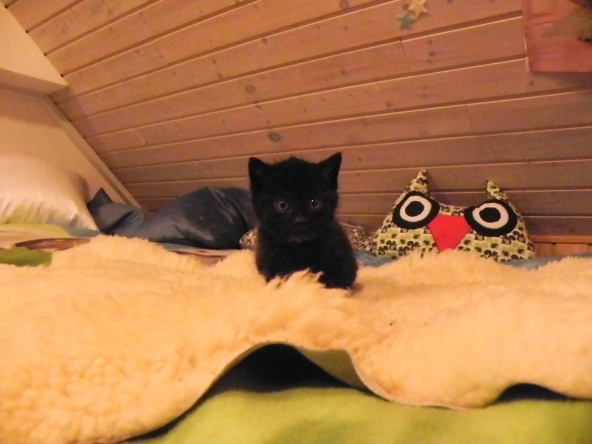 Huskat Nachos - Ca. 6 uger. billede 13