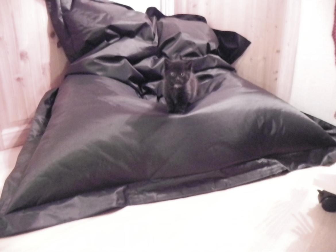 Huskat Nachos - Ca. 6 uger. billede 15