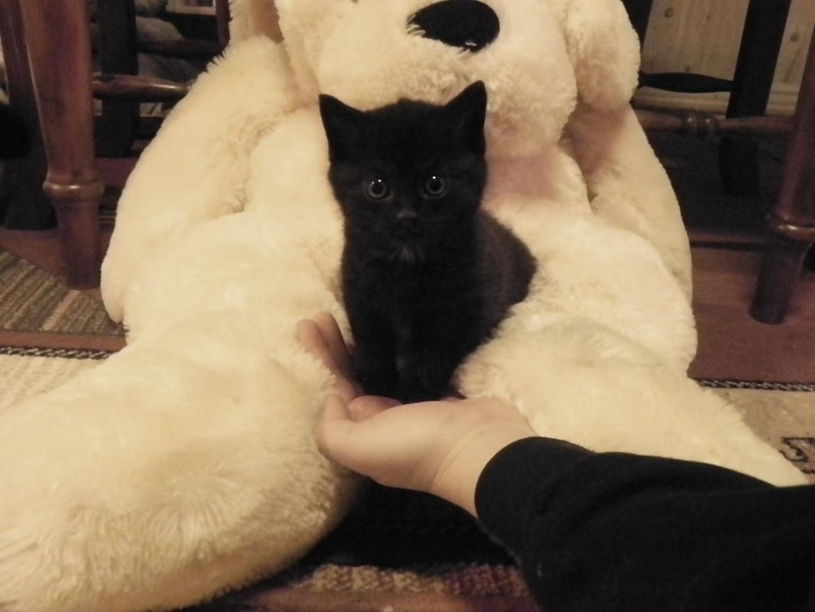 Huskat Nachos - Ca. 5 uger. billede 14