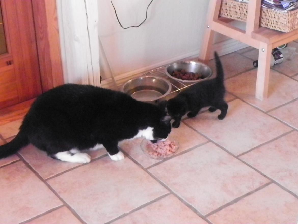 Huskat Nachos - Nachos smager tun for første gang, og se lige størrelsforskellen på hende og Yang! billede 10