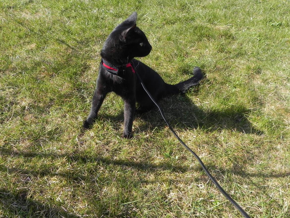 Huskat Nachos billede 6