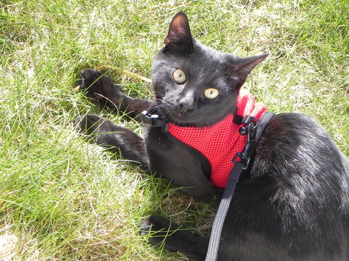 Huskat Nachos - På gåtur i min fine sele, som vi heldigvis ikke har brug for længere! <3 billede 4