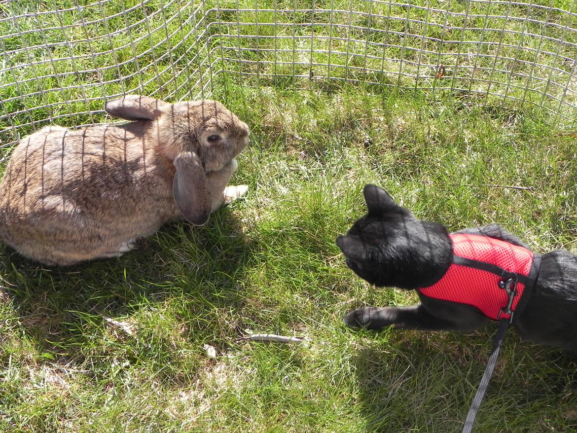 Huskat Nachos - Første møde med en kanin! <3 billede 8