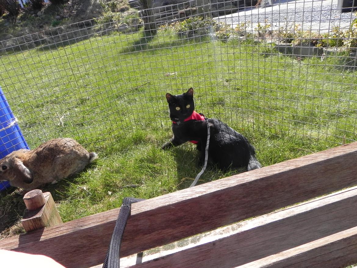 Huskat Nachos billede 5