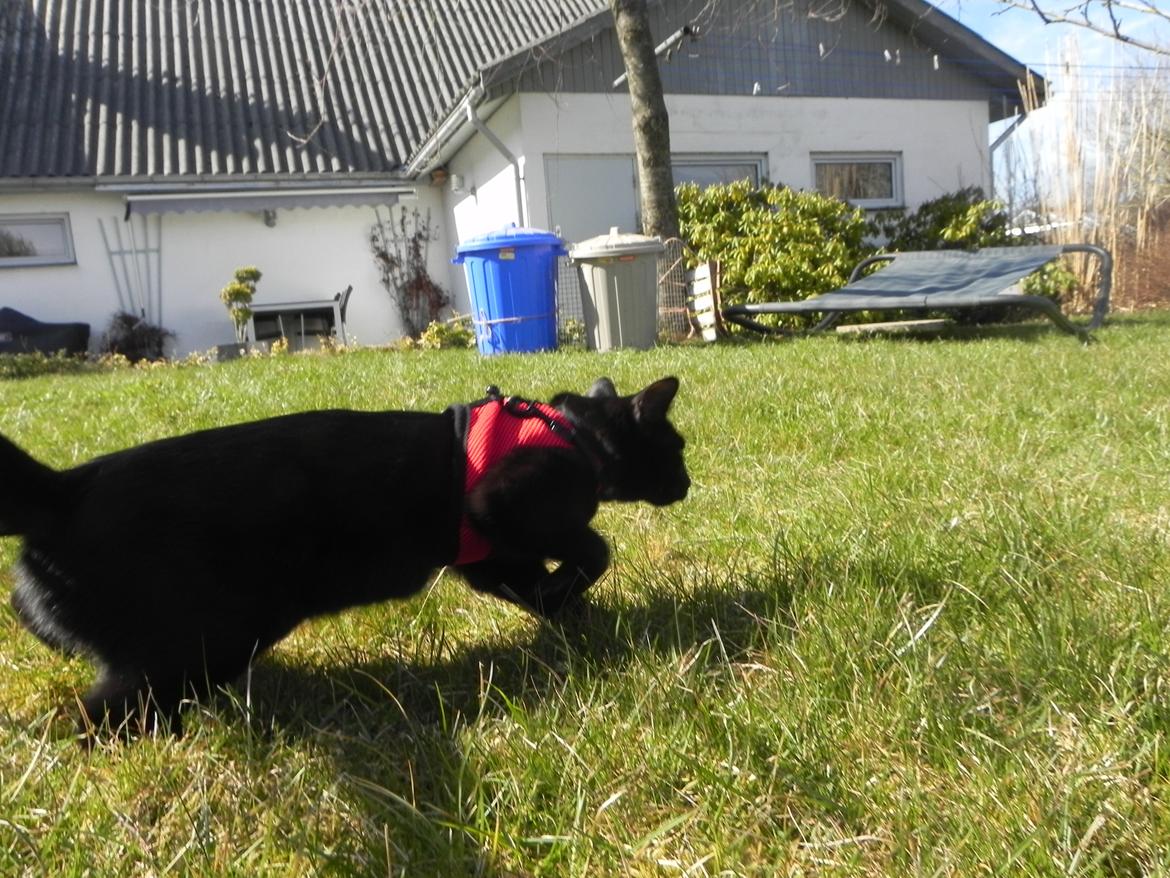 Huskat Nachos billede 7