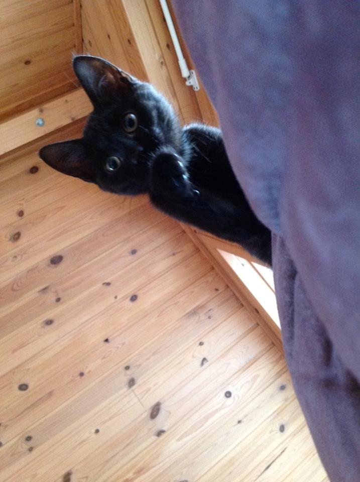 Huskat Nachos - Min fine lille kat! <3 1 år. billede 2