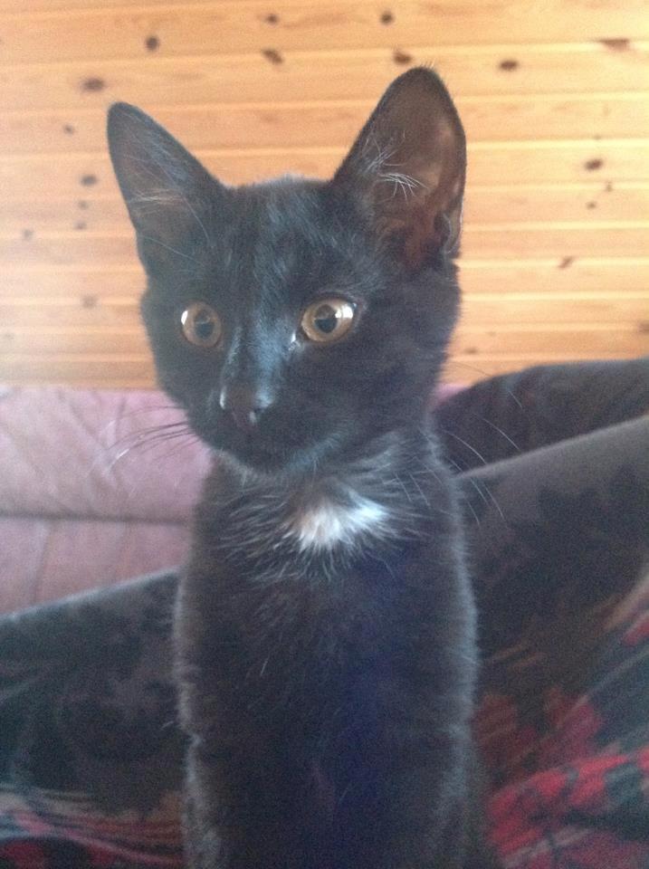 Huskat Nachos - Smukke Nachos, 1 år. billede 3