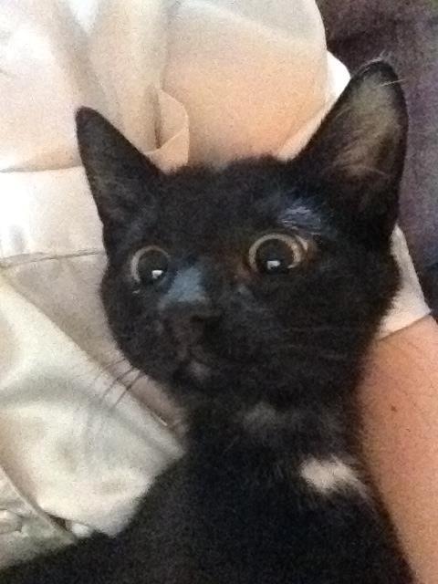 Huskat Nachos - Når Nachos ser fjersyn! <3 billede 1