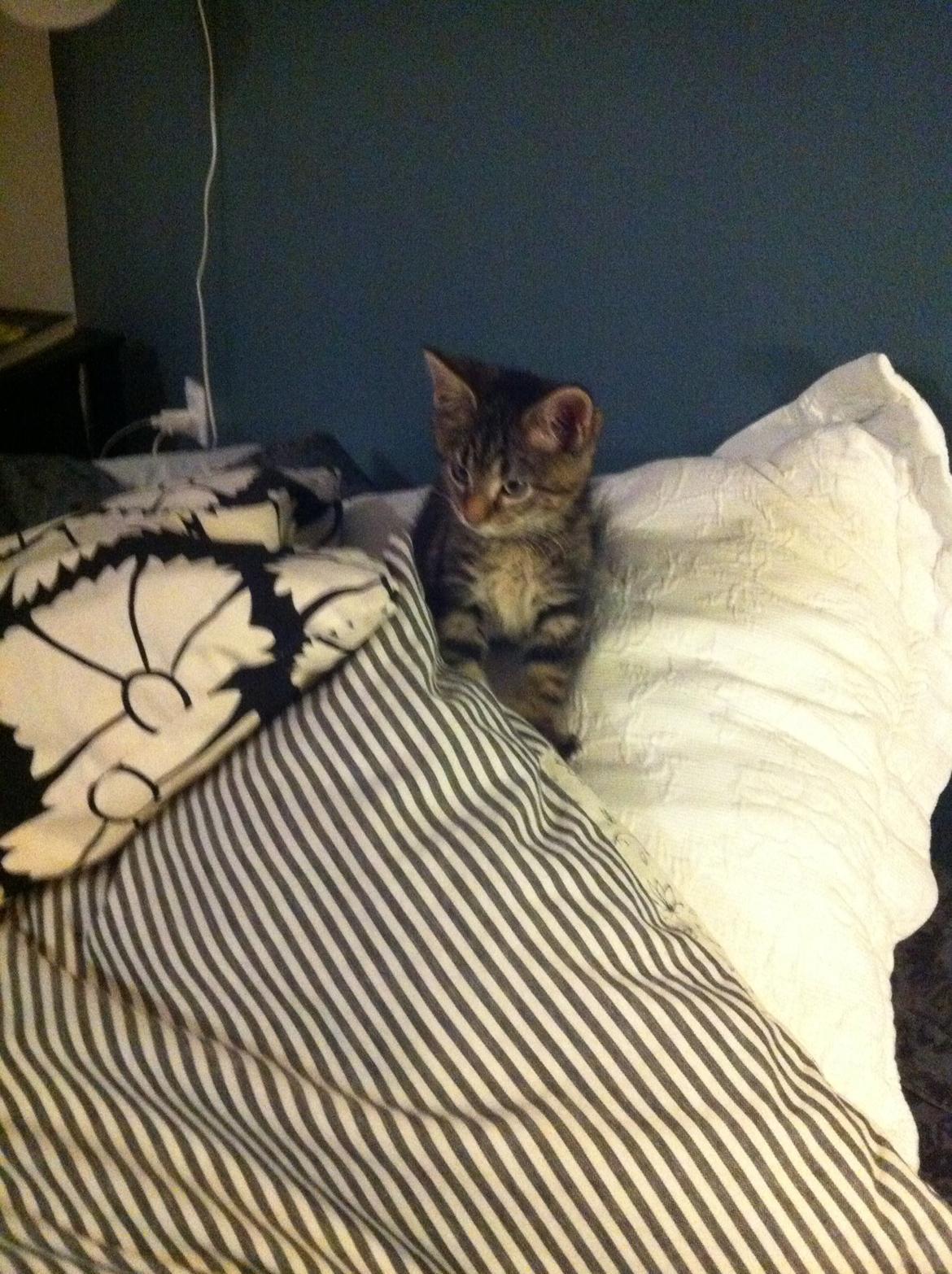 Blanding af racer Bob billede 2