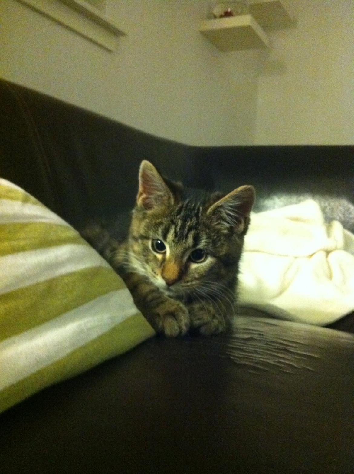 Blanding af racer Bob billede 4