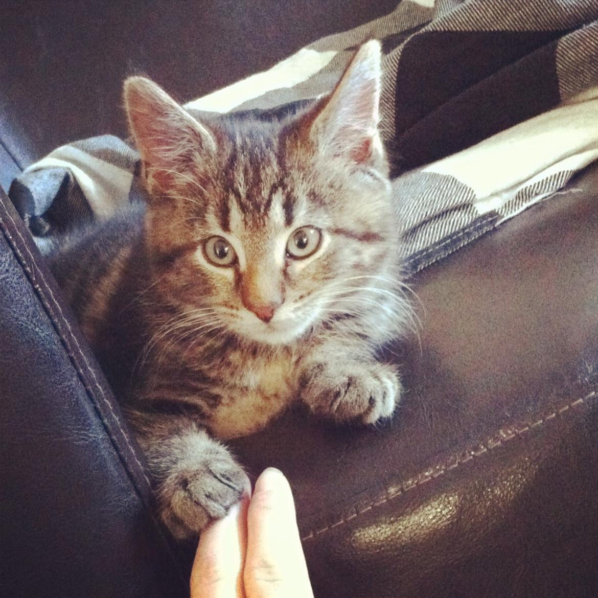 Blanding af racer Bob billede 5