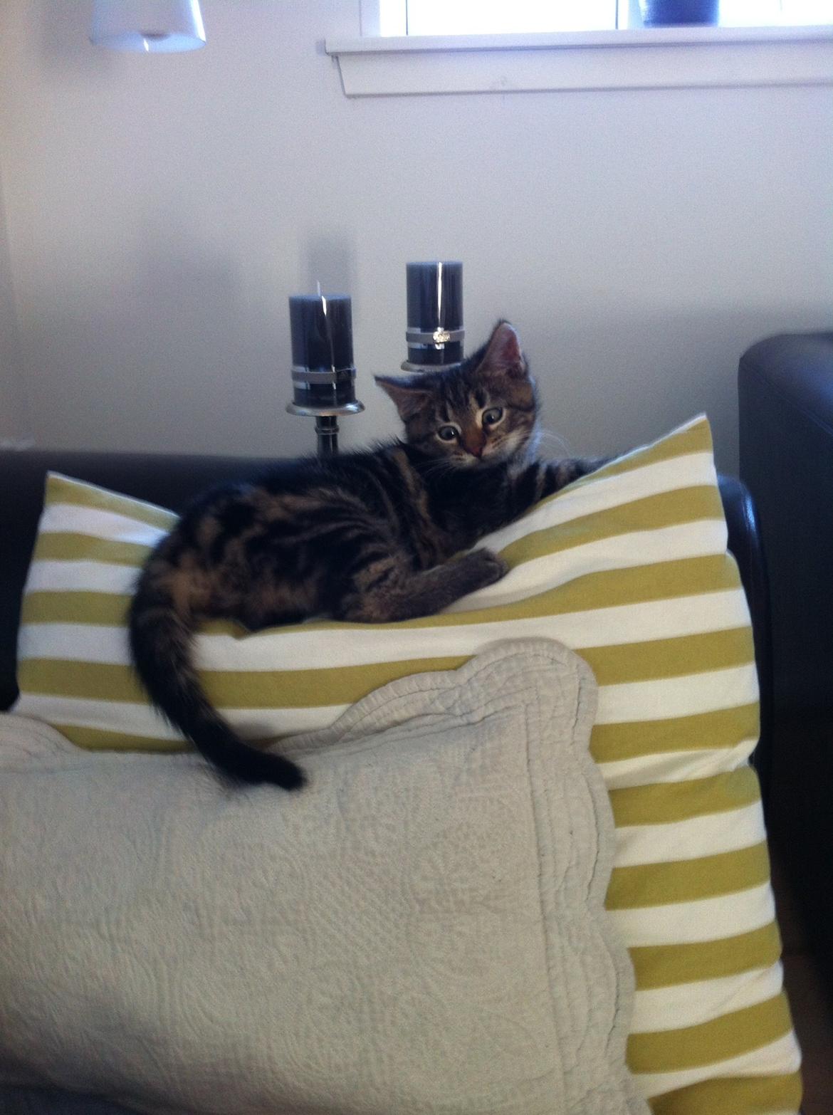 Blanding af racer Bob billede 6