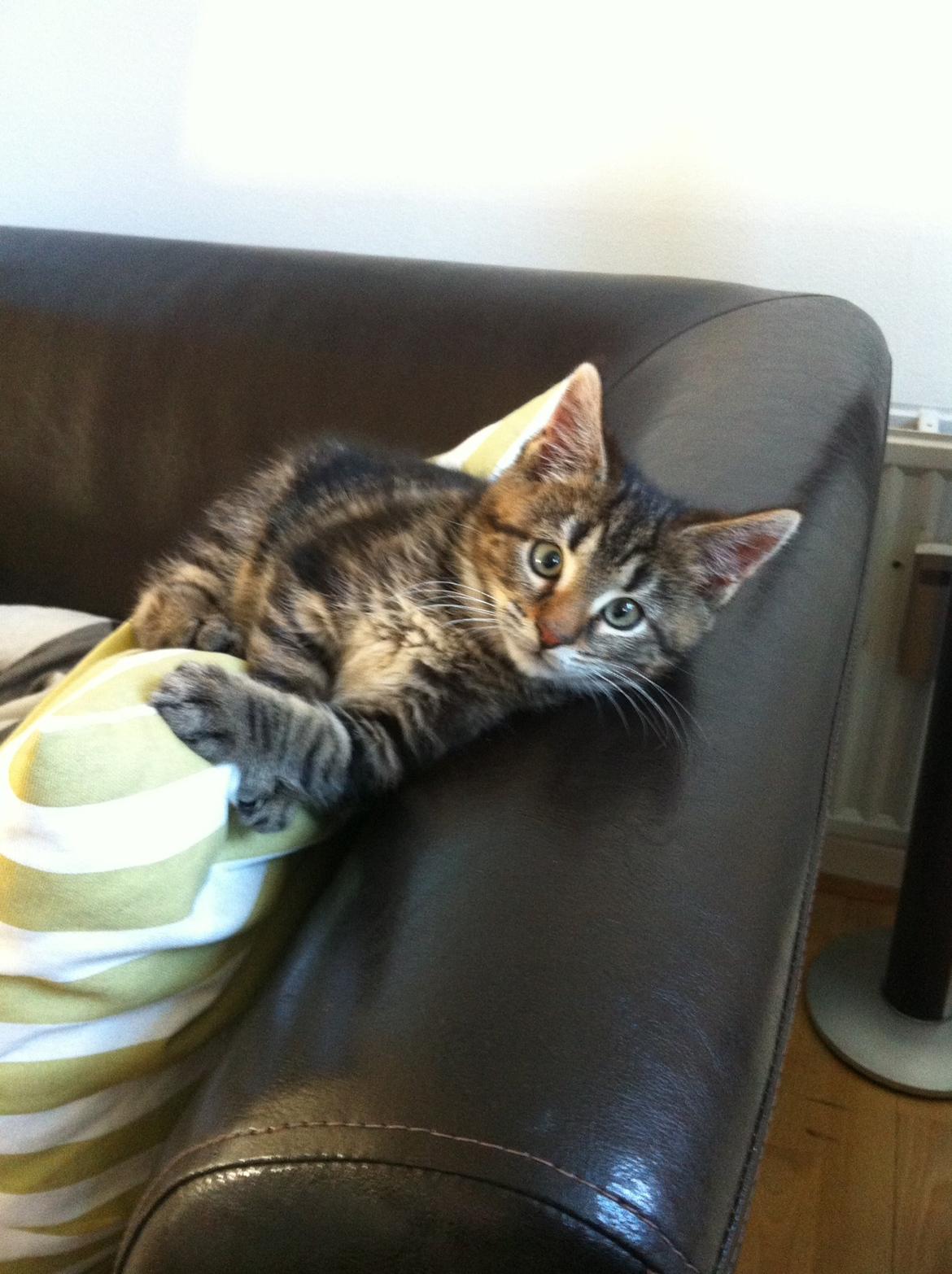 Blanding af racer Bob billede 7