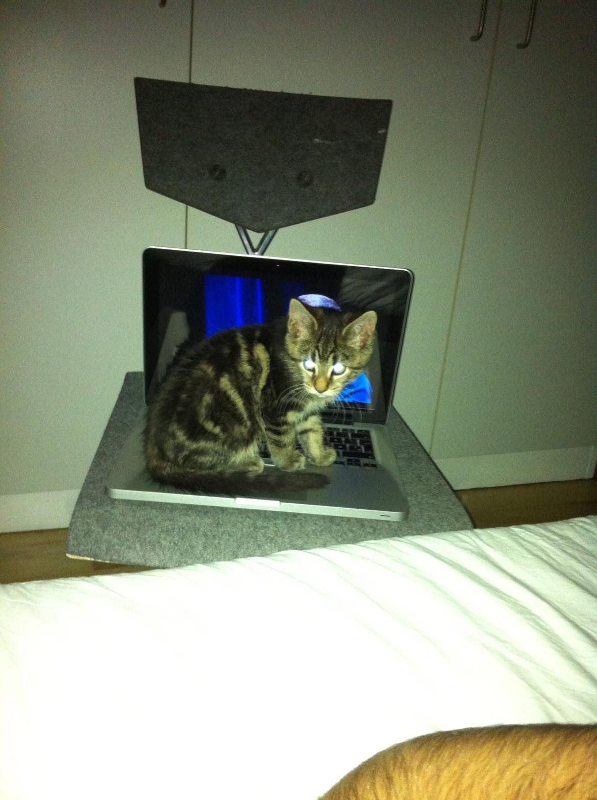 Blanding af racer Bob billede 9