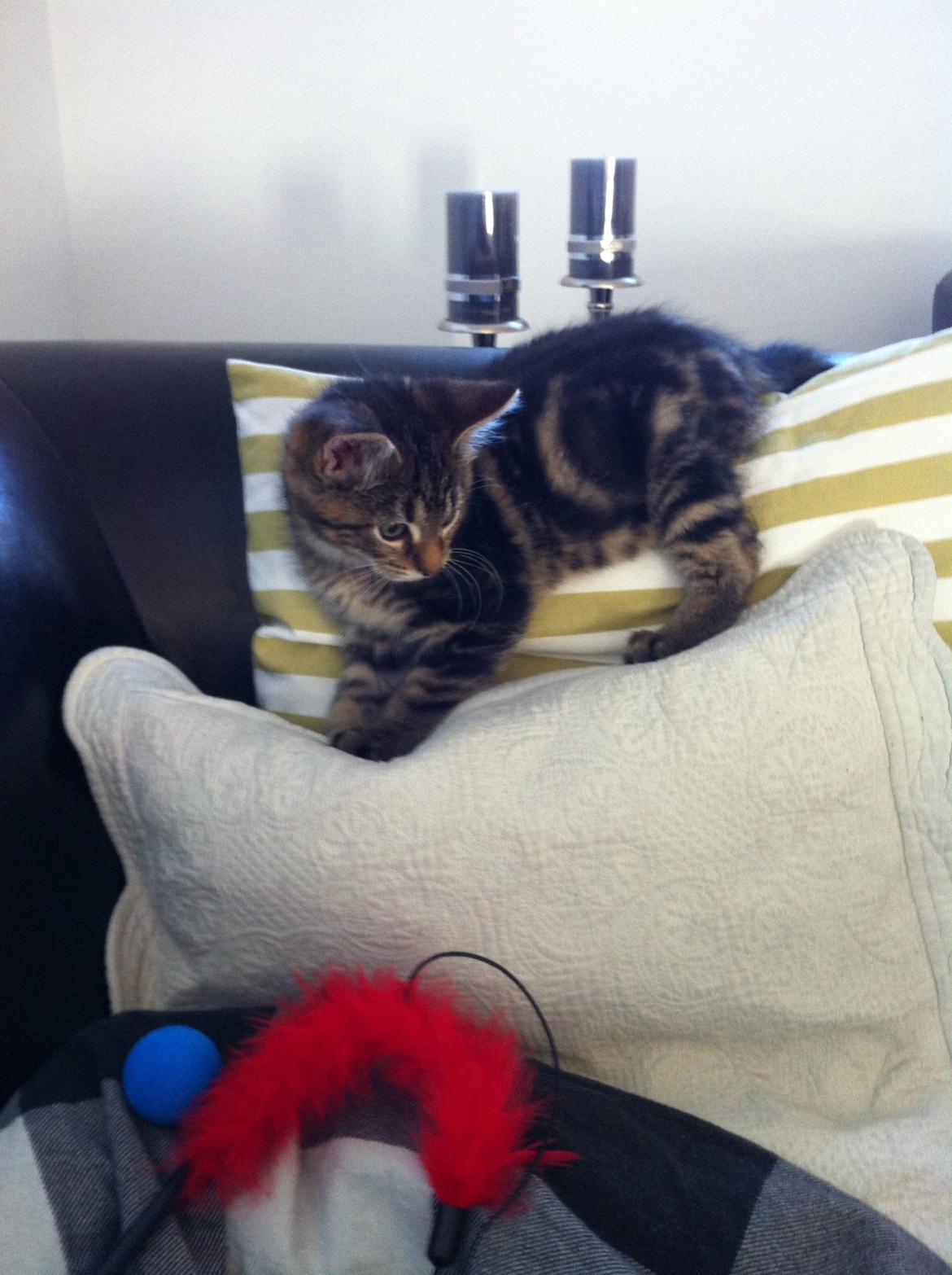 Blanding af racer Bob billede 8