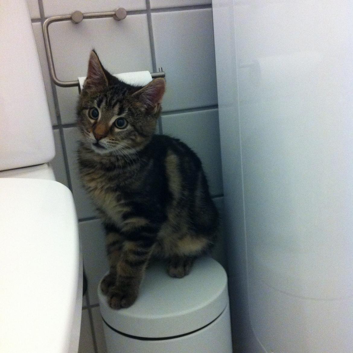 Blanding af racer Bob billede 10