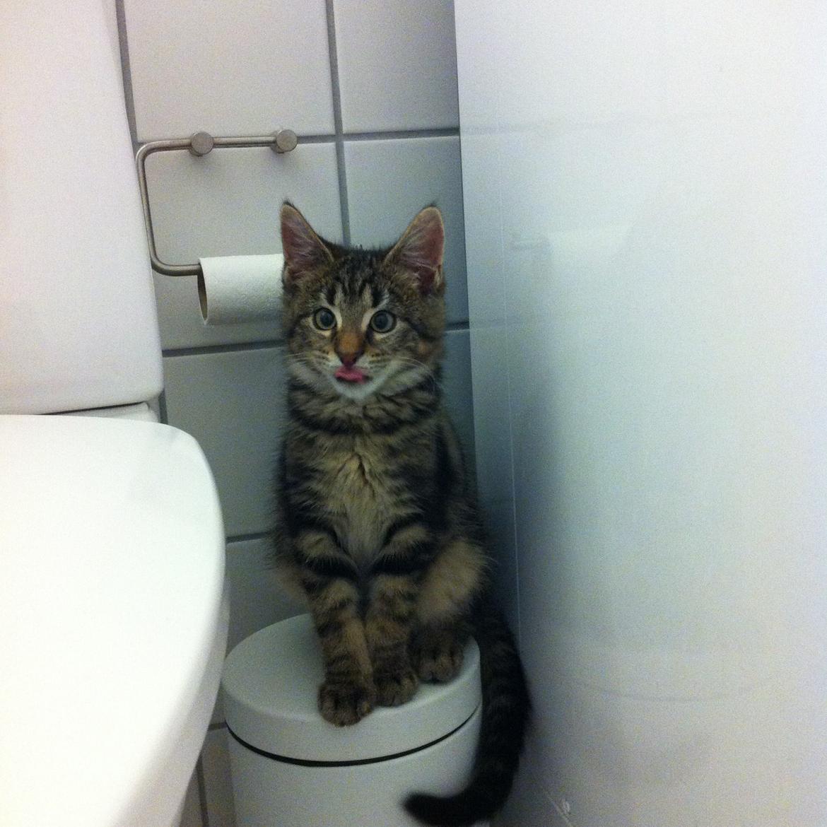 Blanding af racer Bob billede 11