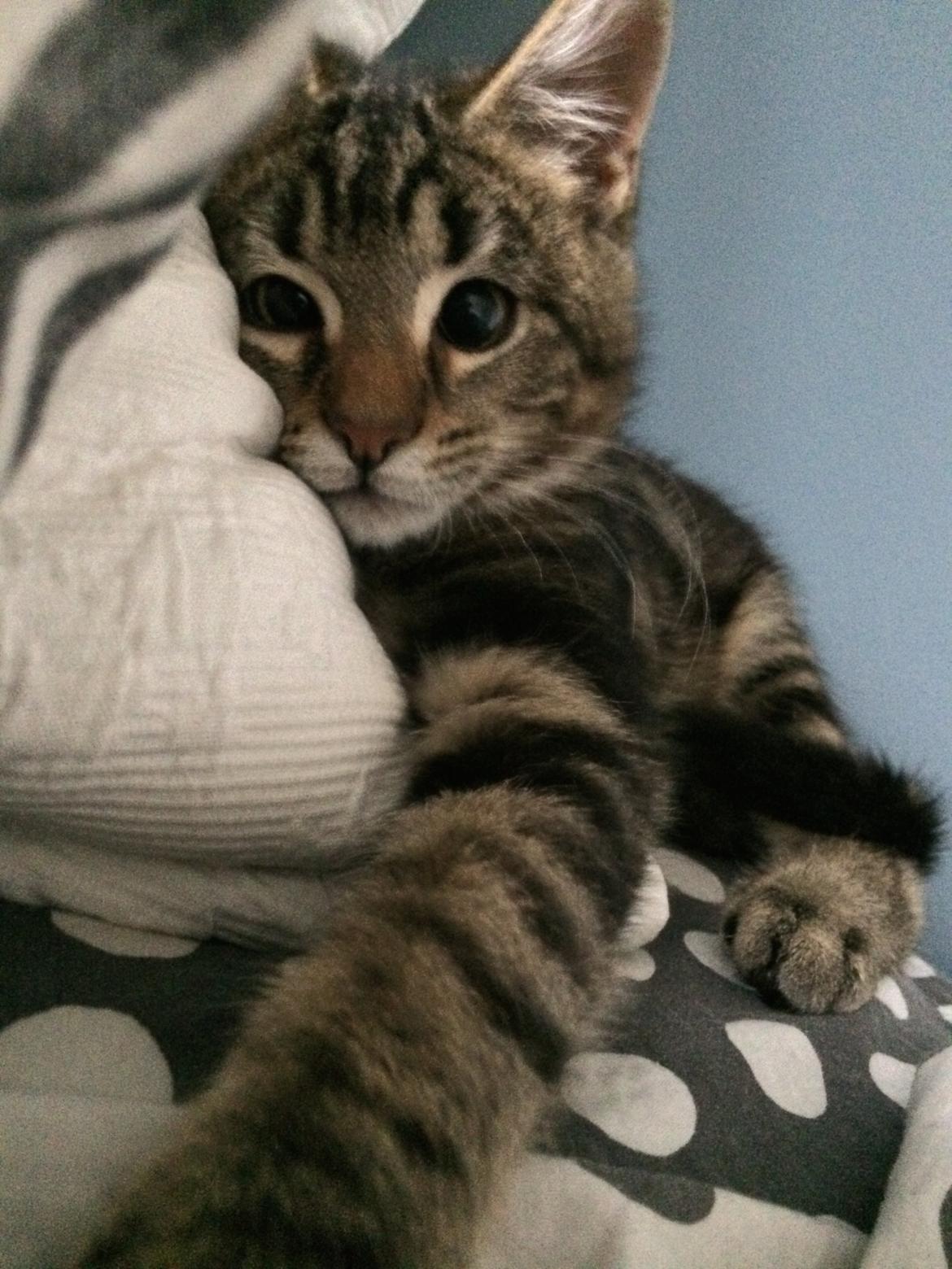 Blanding af racer Bob billede 1