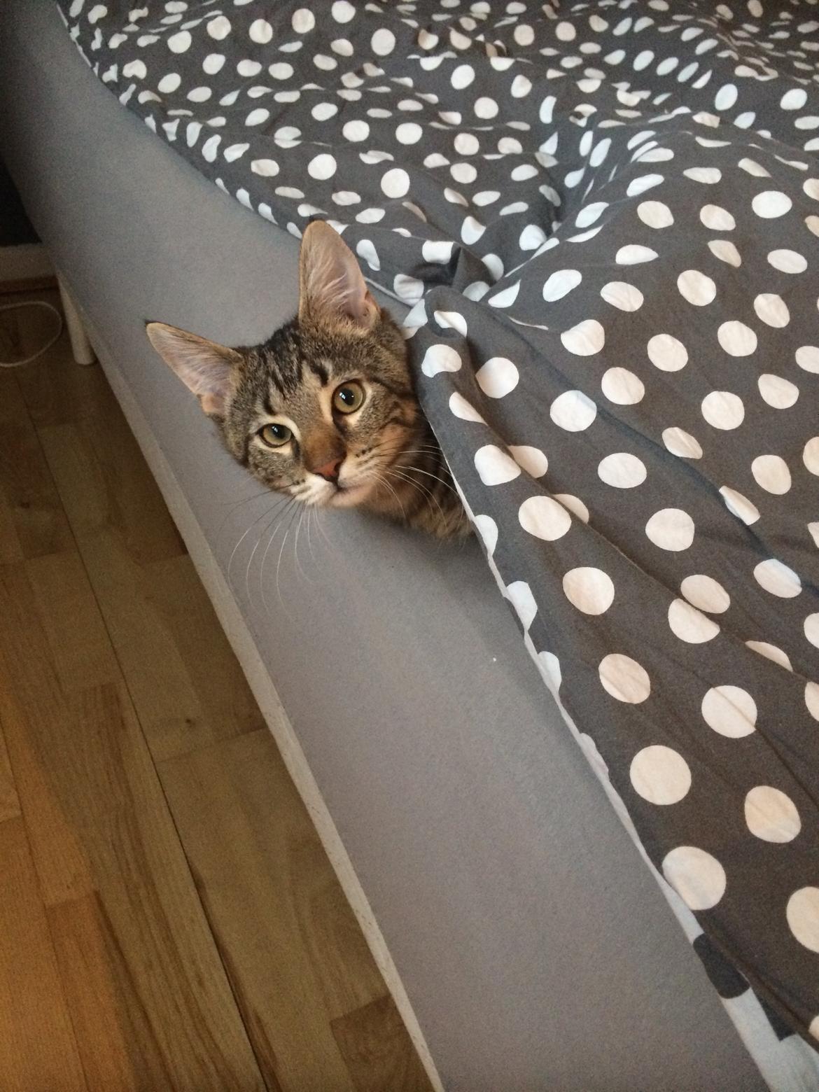 Blanding af racer Bob billede 14