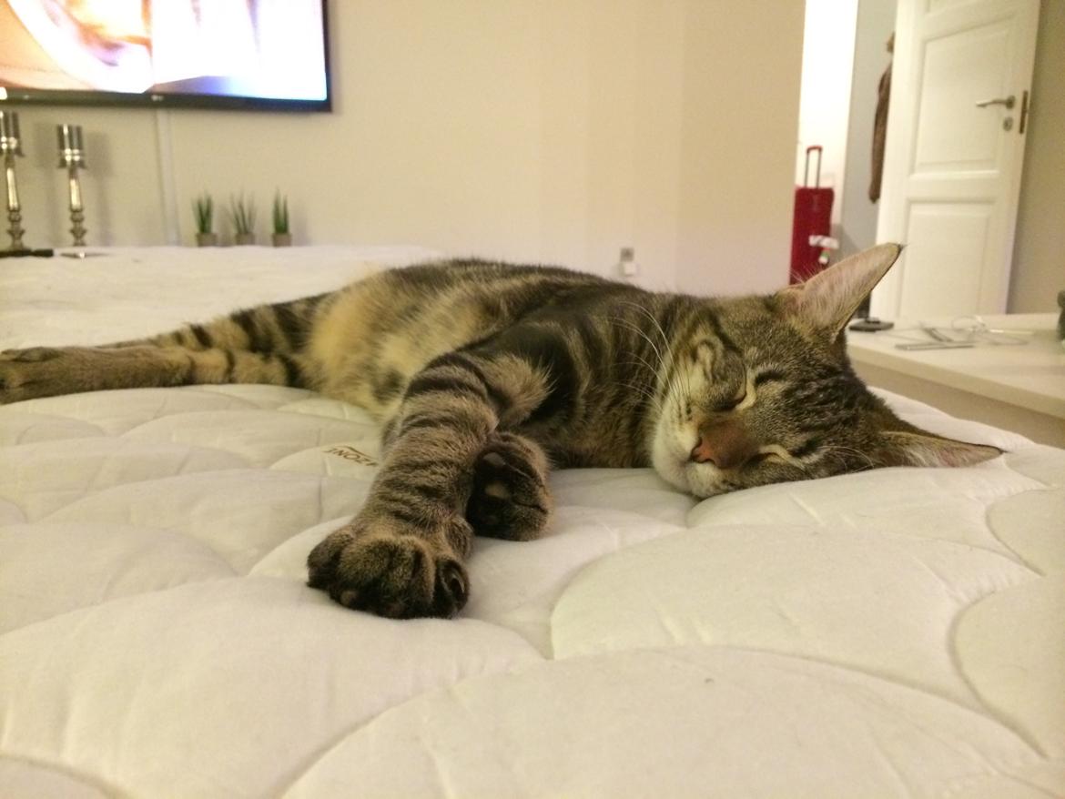 Blanding af racer Bob billede 15