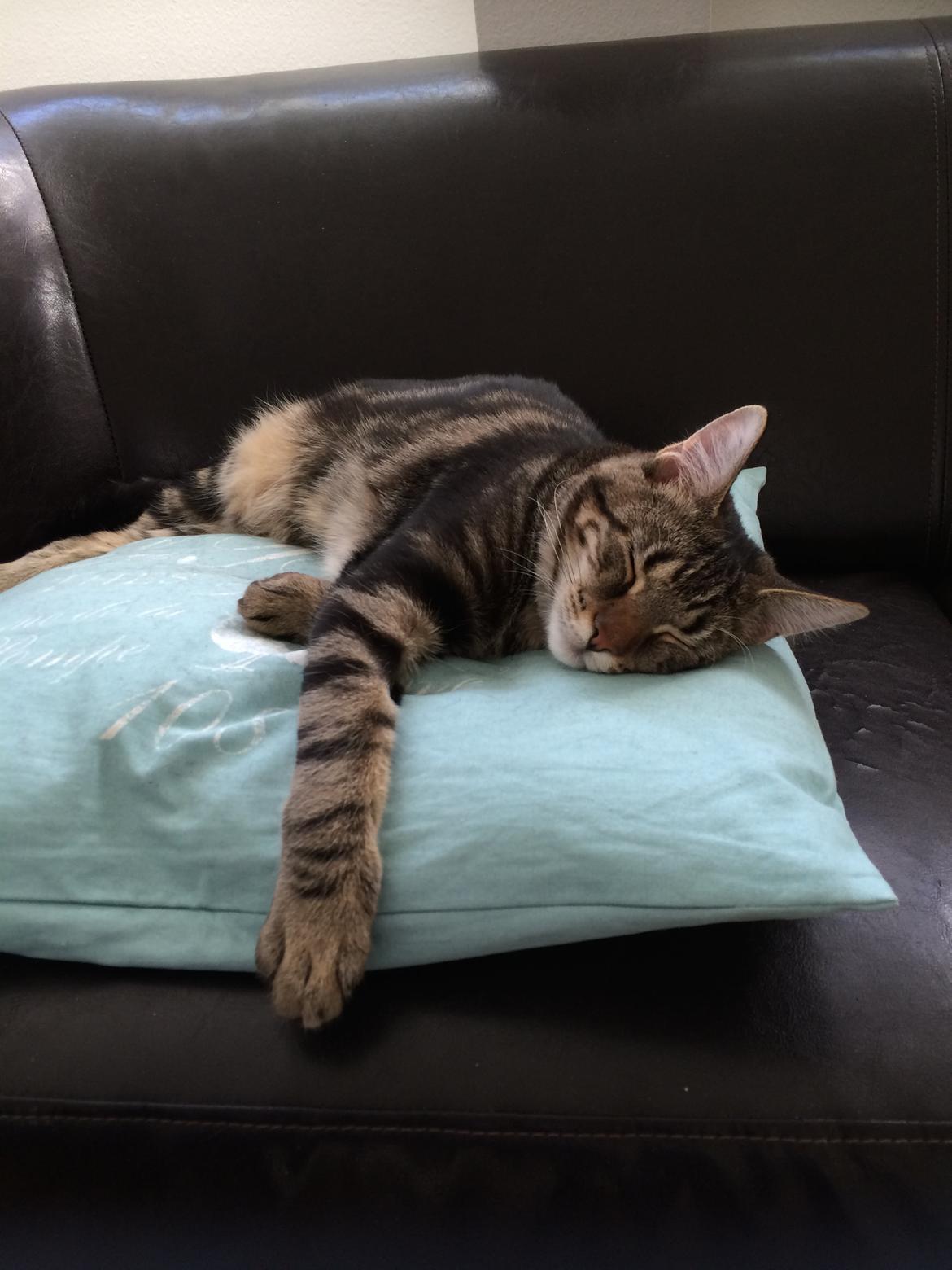 Blanding af racer Bob billede 16