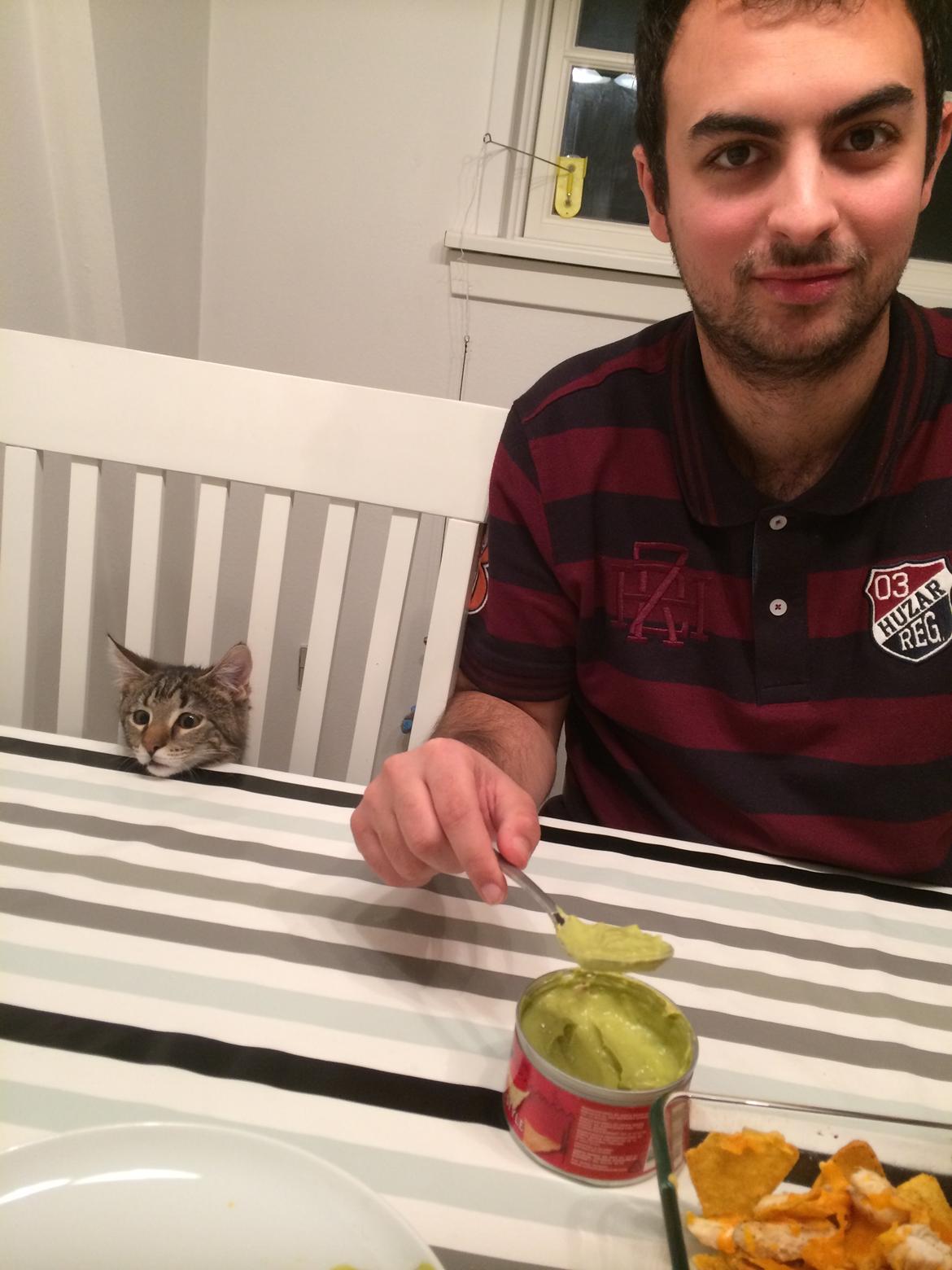 Blanding af racer Bob billede 13