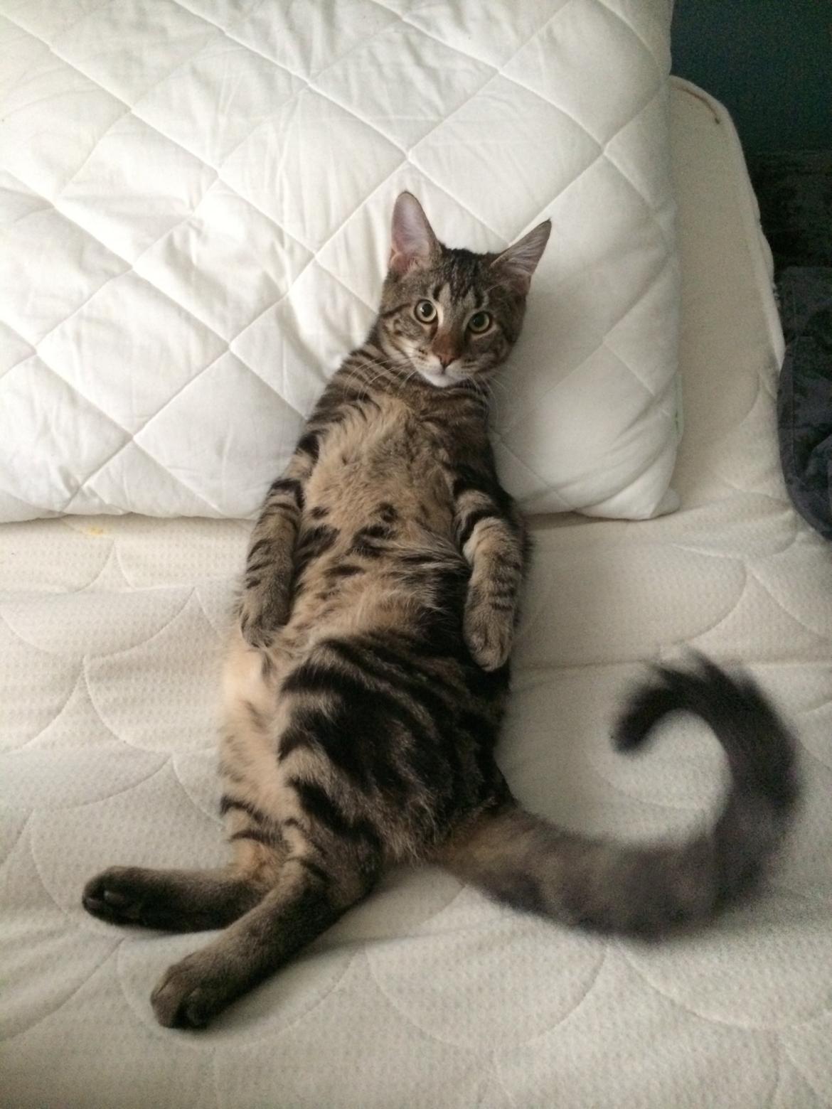 Blanding af racer Bob billede 17