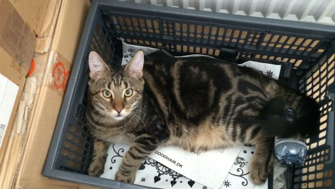 Blanding af racer Bob billede 19