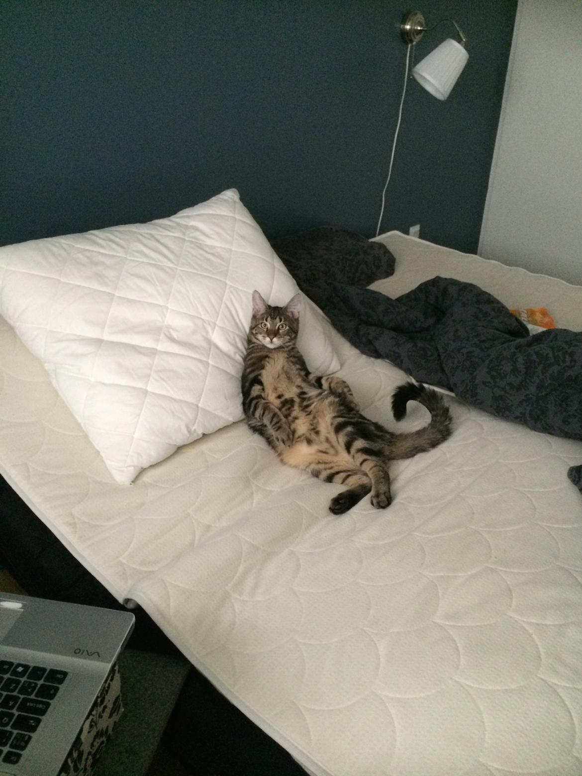 Blanding af racer Bob billede 18