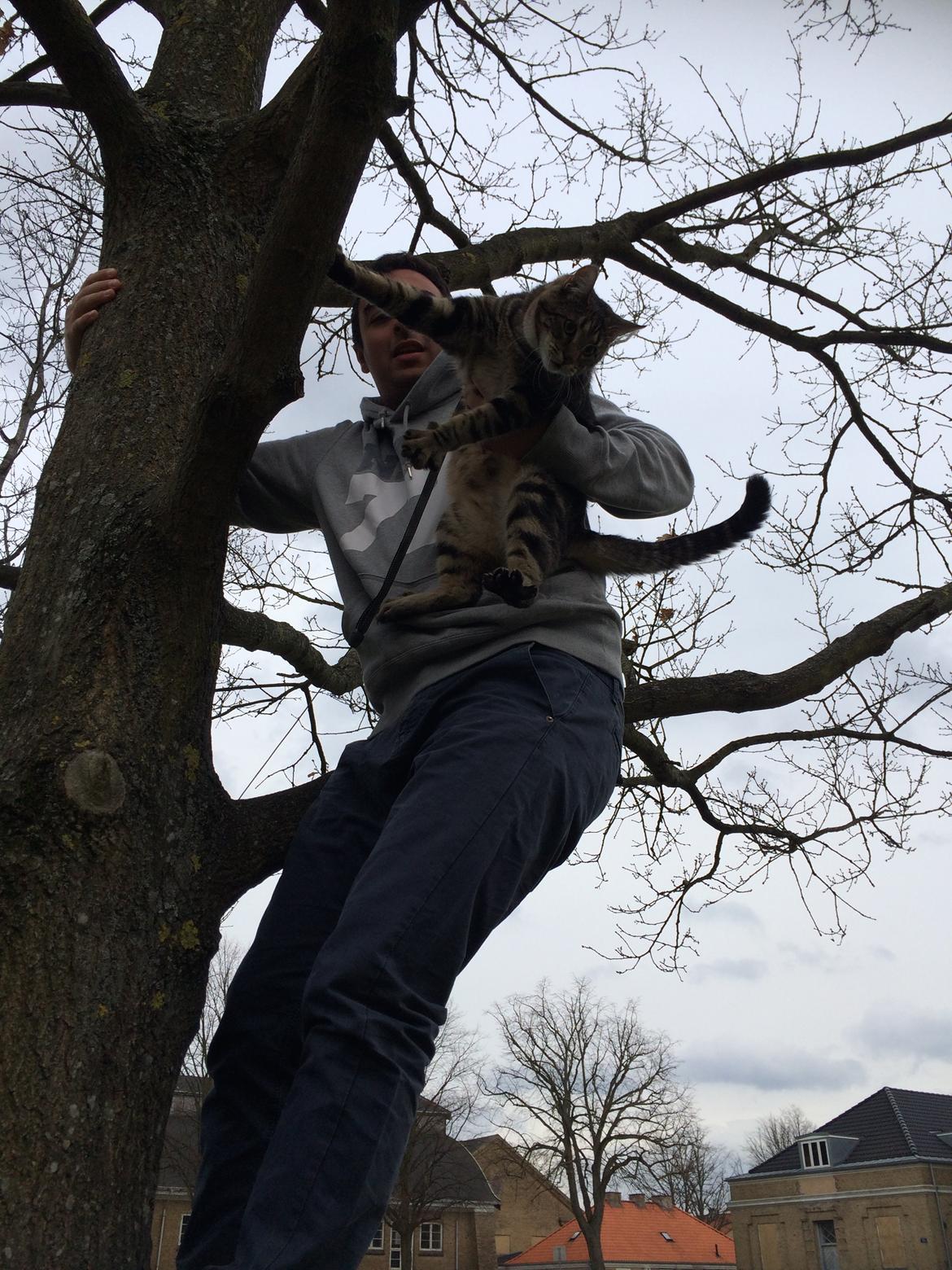 Blanding af racer Bob billede 21