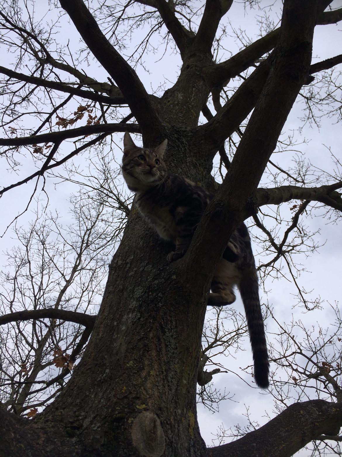 Blanding af racer Bob billede 20