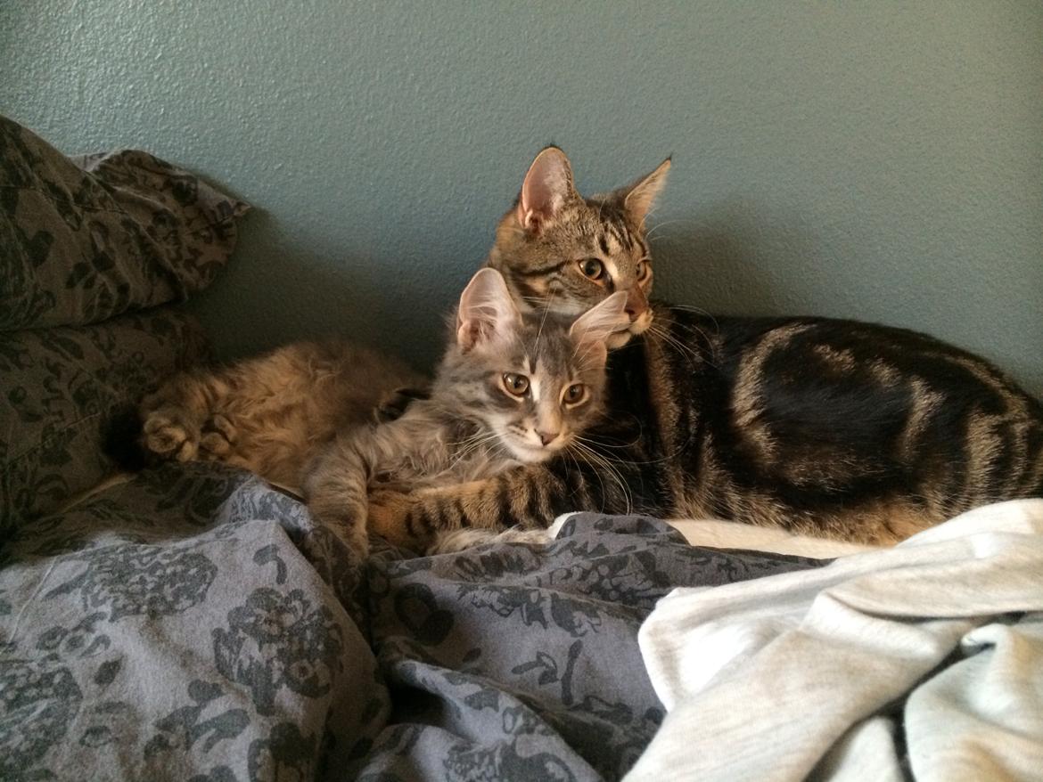 Blanding af racer Bob billede 23