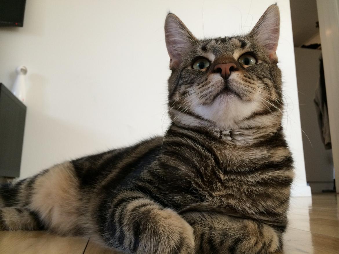 Blanding af racer Bob billede 22