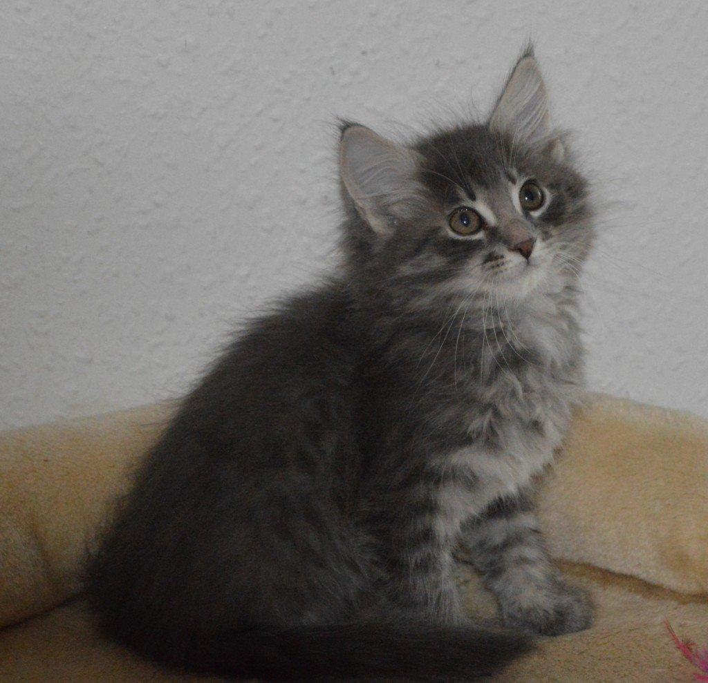 Maine Coon Nordic Breed Chaplin billede 2