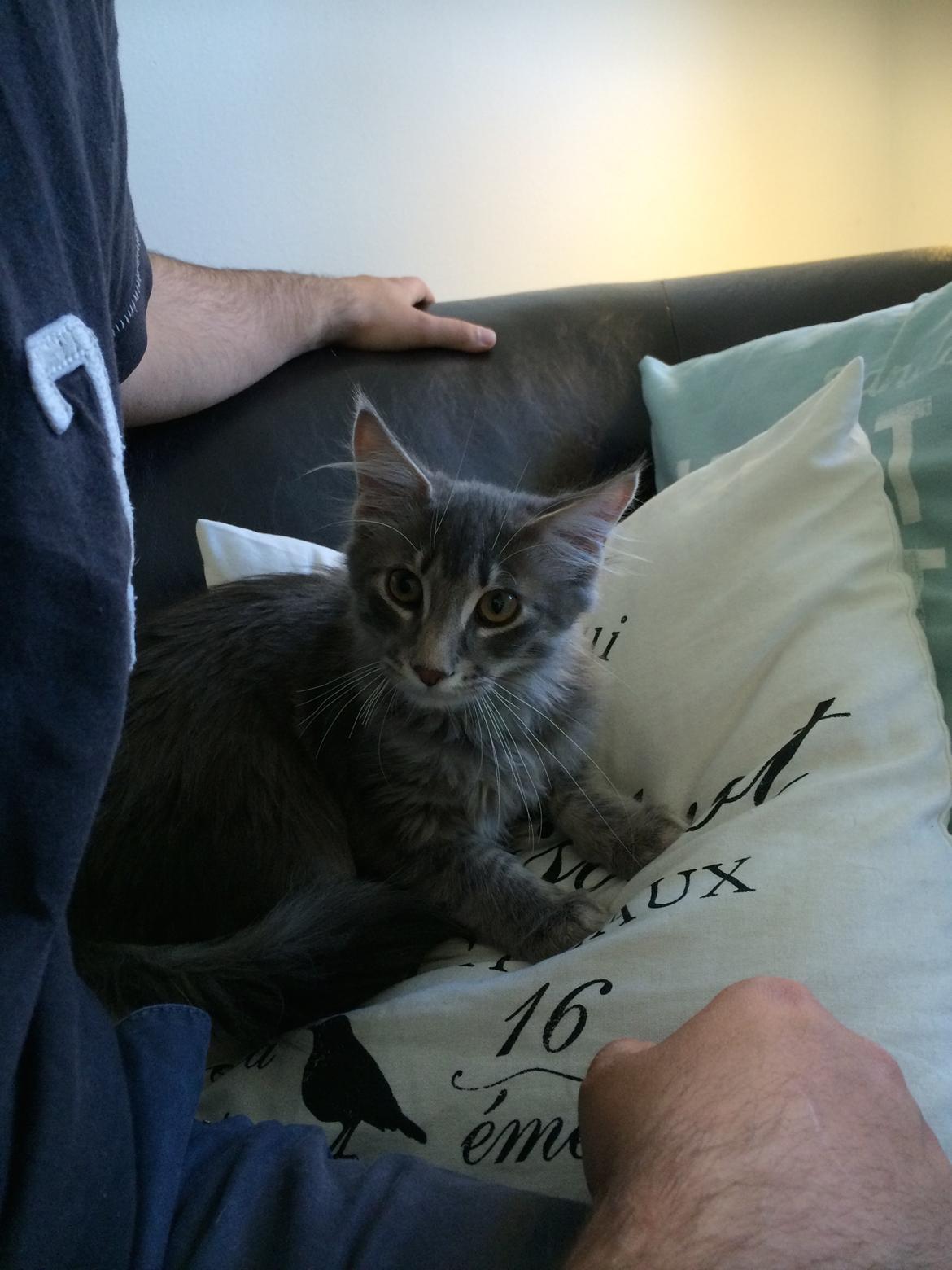 Maine Coon Nordic Breed Chaplin billede 4