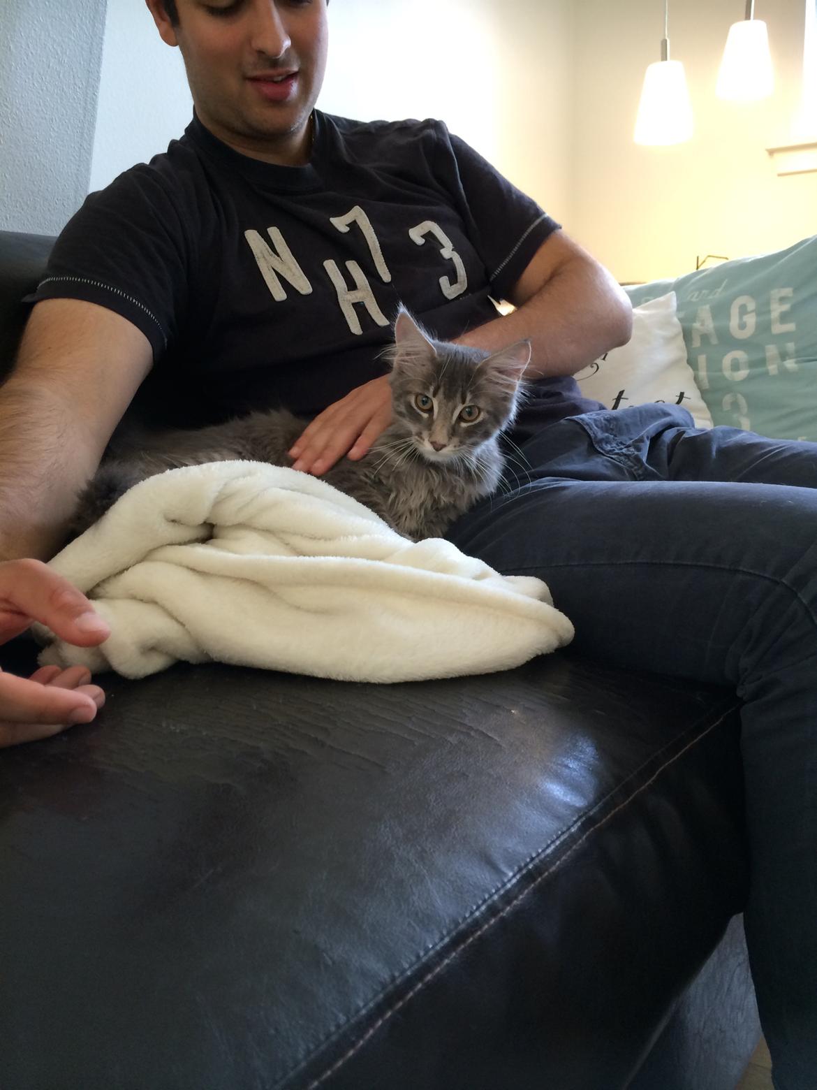 Maine Coon Nordic Breed Chaplin billede 5