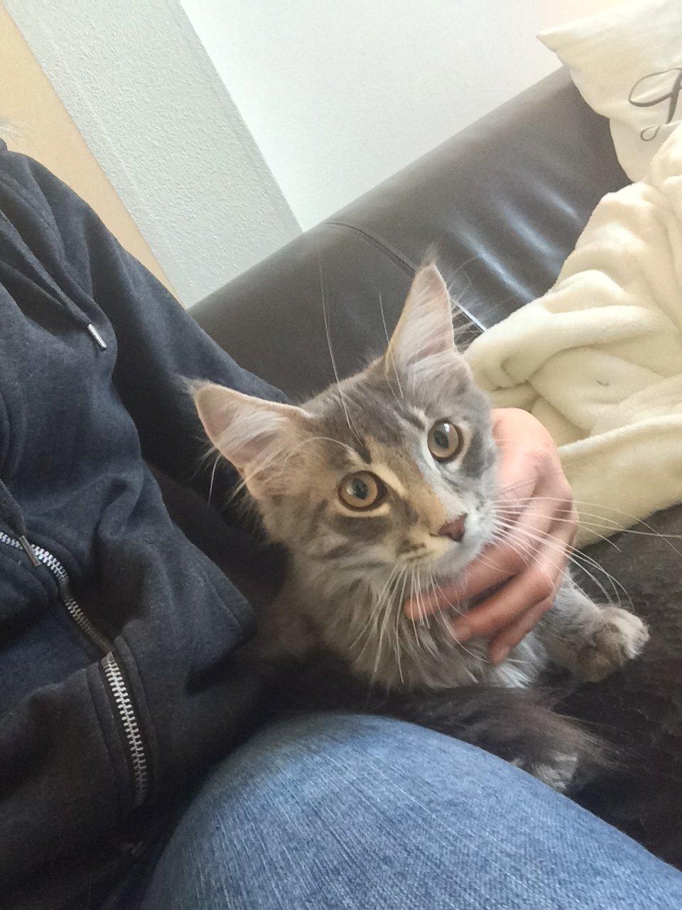 Maine Coon Nordic Breed Chaplin billede 3