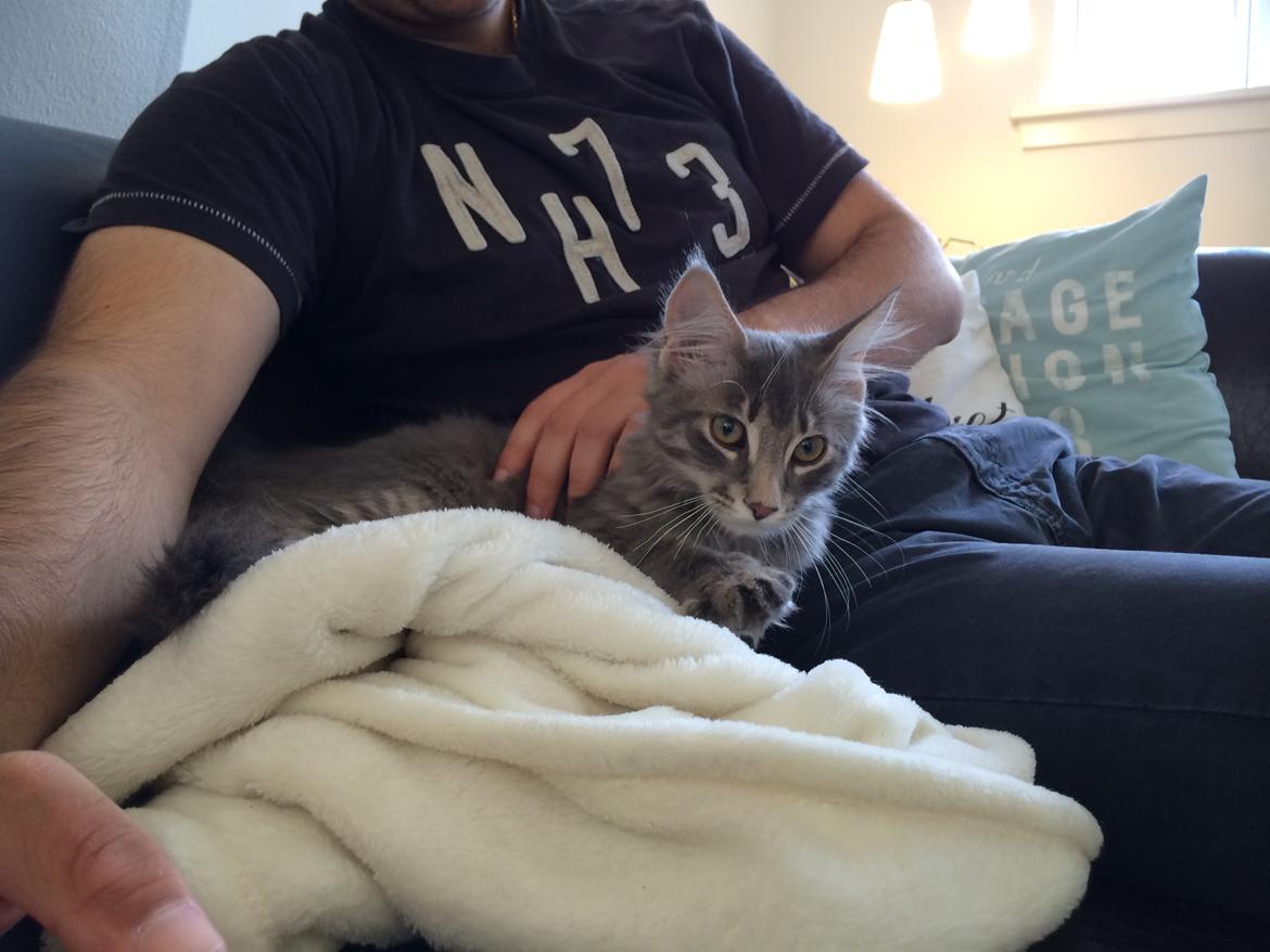 Maine Coon Nordic Breed Chaplin billede 6