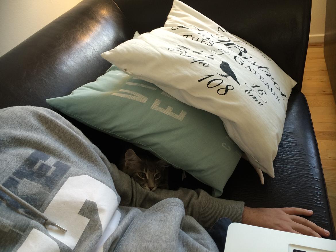 Maine Coon Nordic Breed Chaplin billede 8