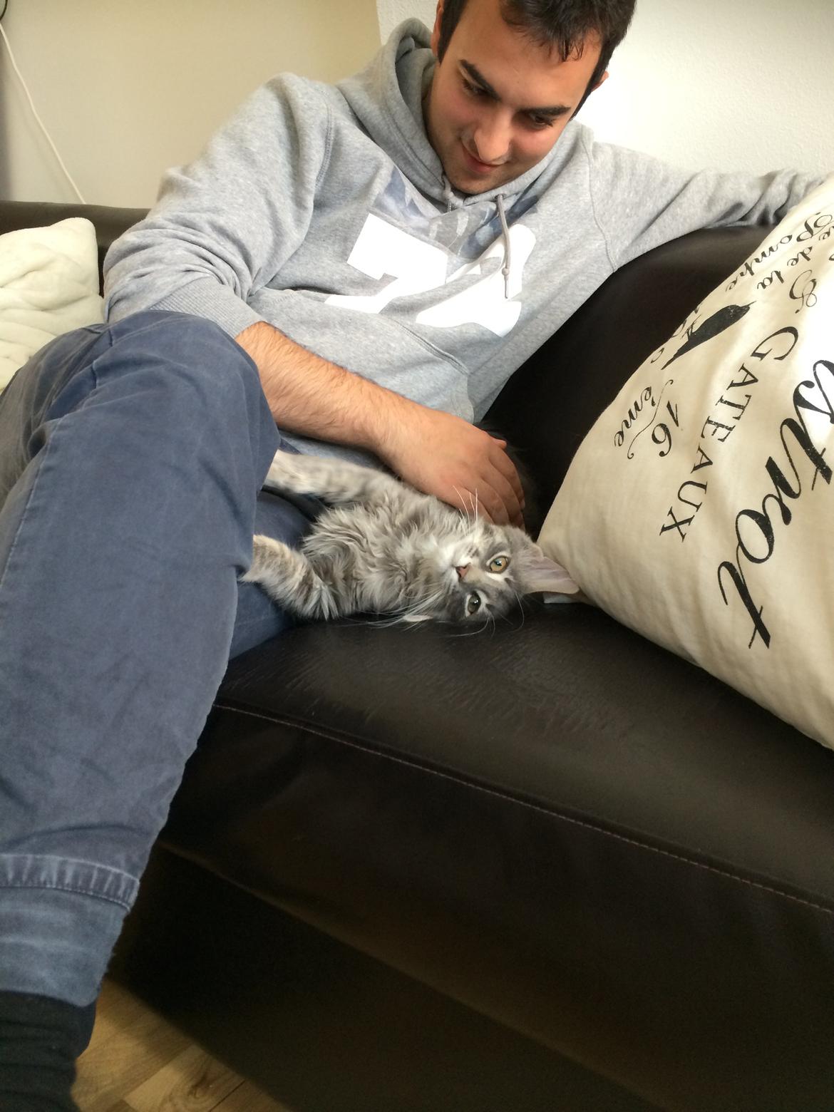 Maine Coon Nordic Breed Chaplin billede 9