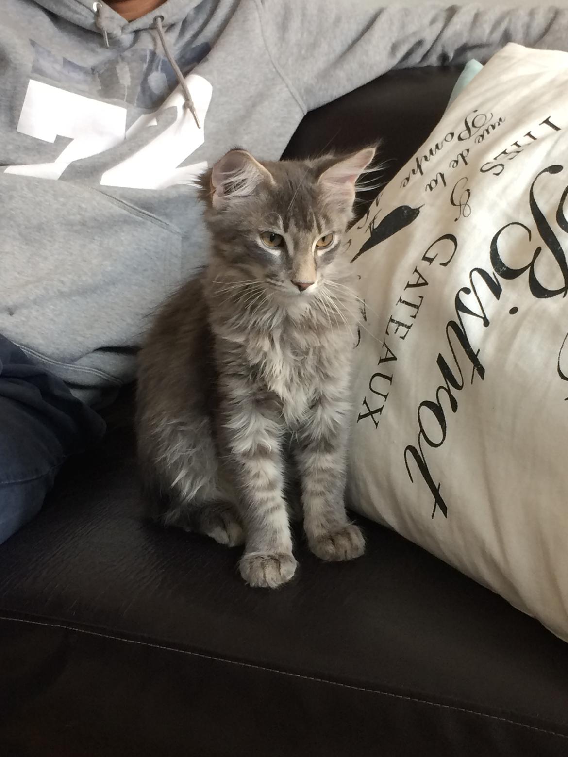 Maine Coon Nordic Breed Chaplin billede 1