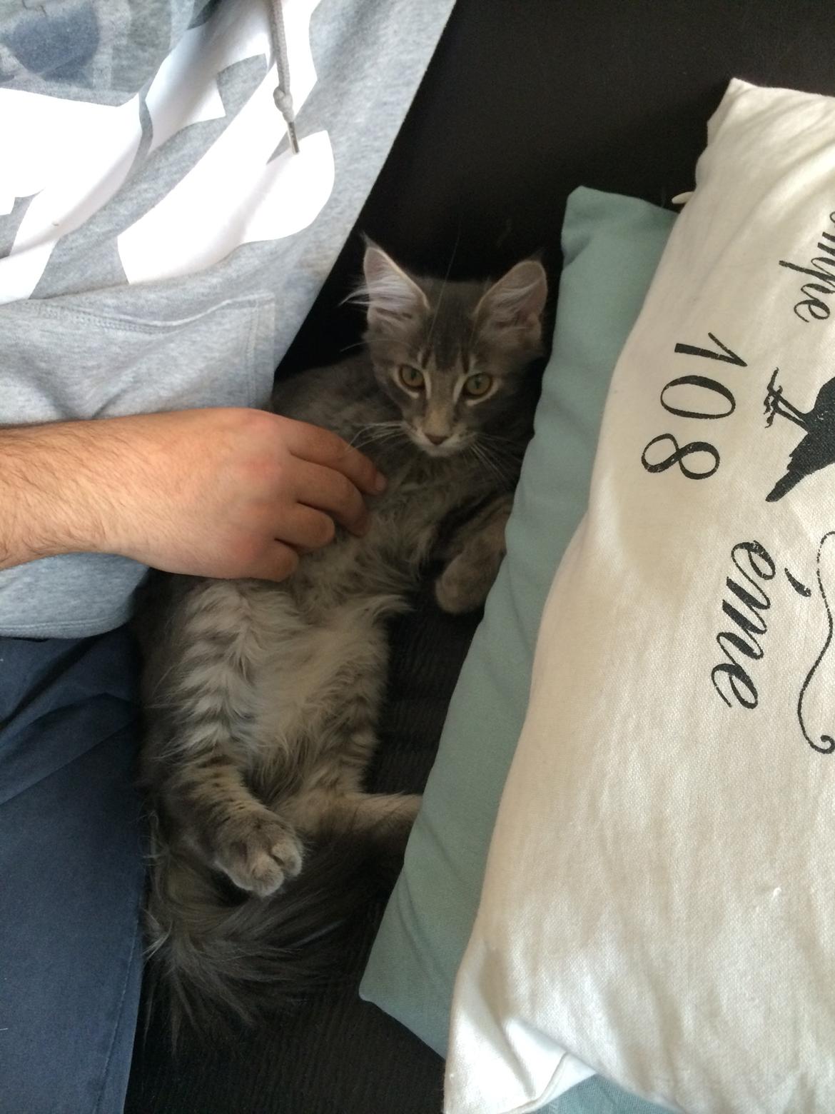 Maine Coon Nordic Breed Chaplin billede 10