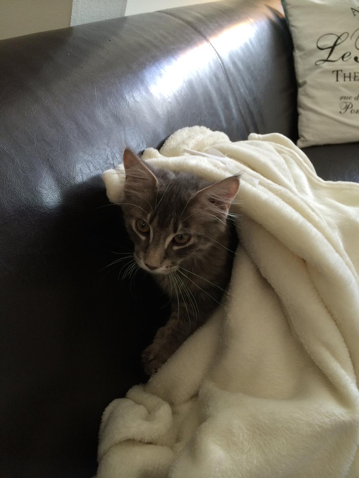 Maine Coon Nordic Breed Chaplin billede 11