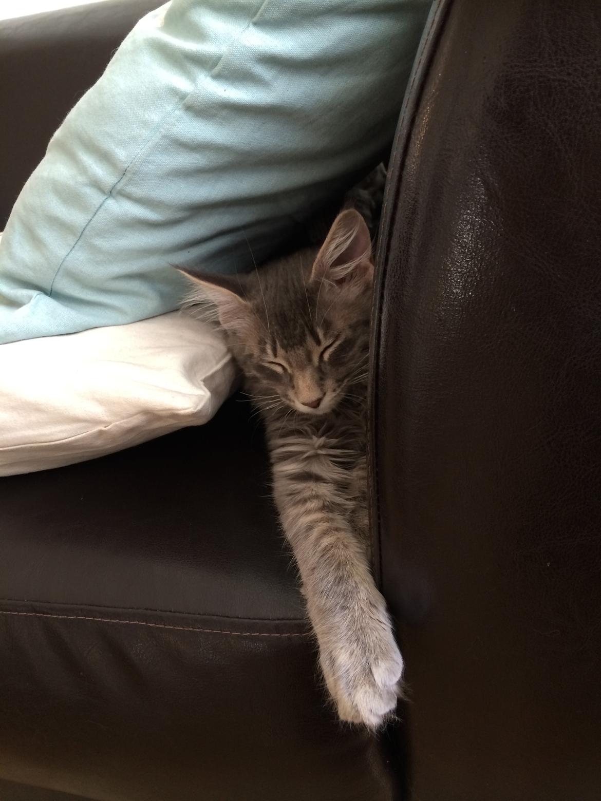 Maine Coon Nordic Breed Chaplin billede 12