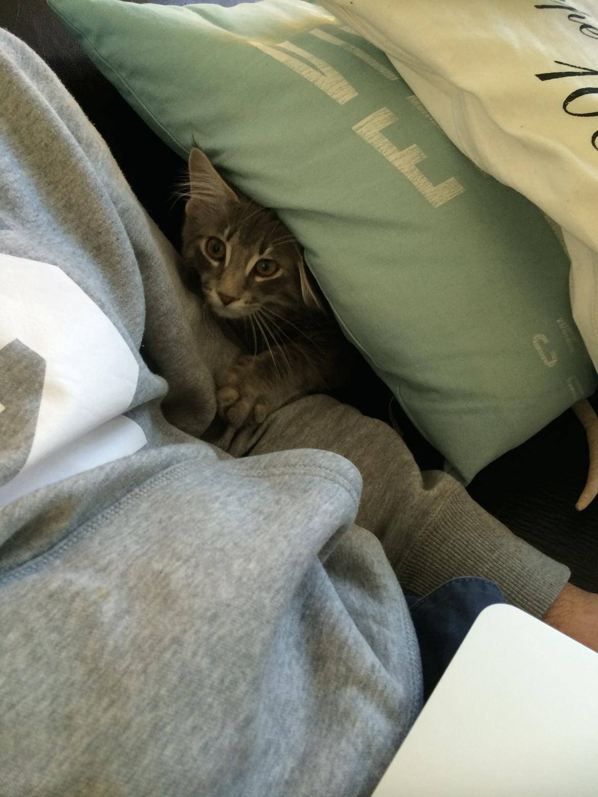 Maine Coon Nordic Breed Chaplin billede 7