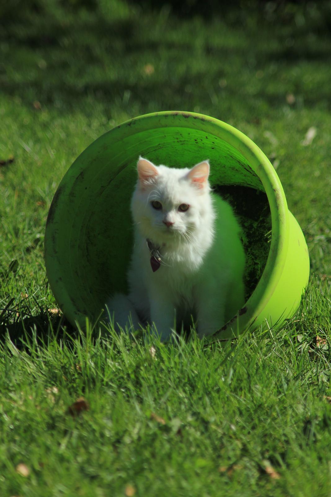 Maine Coon Dalsgaards Galant billede 2