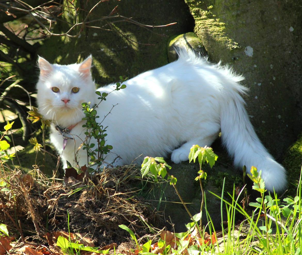 Maine Coon Dalsgaards Galant billede 4