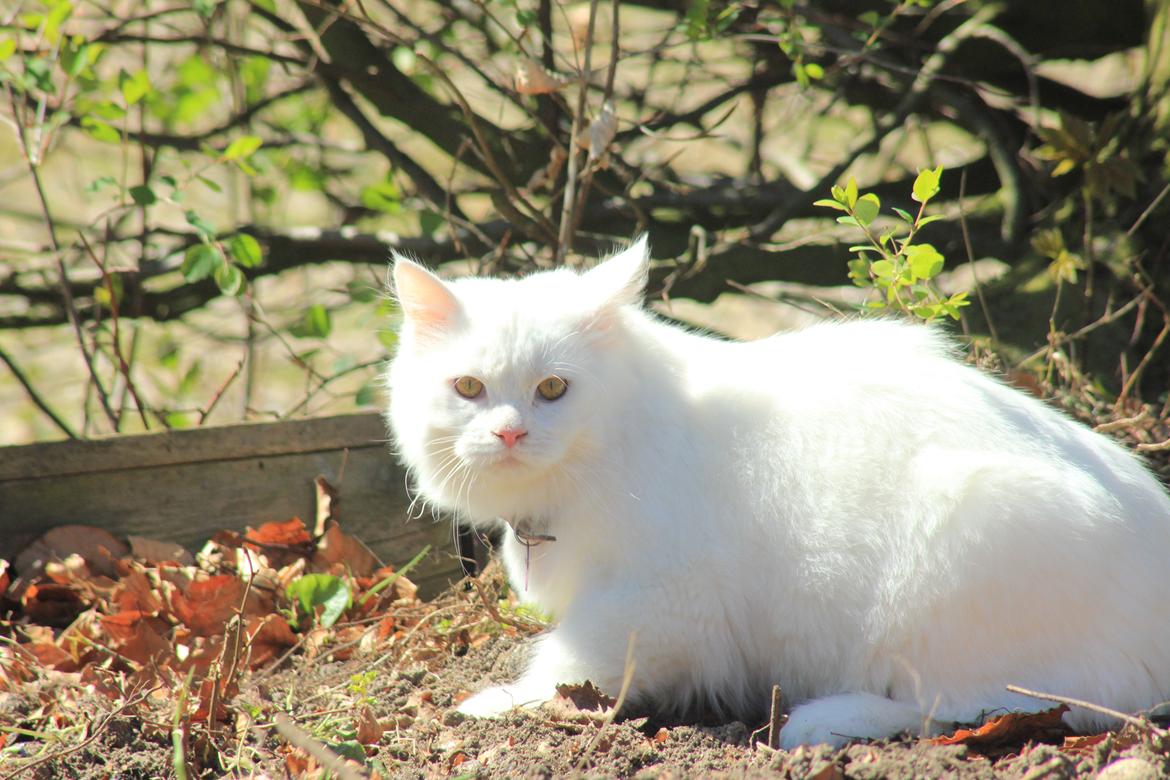 Maine Coon Dalsgaards Galant billede 5